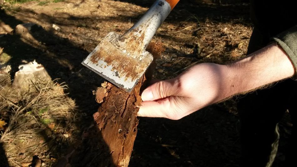 Kůra stromu, který napadl lýkožrout Foto: Lucie Hochmanová