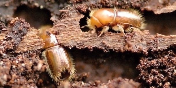 Lýkožrout smrkový